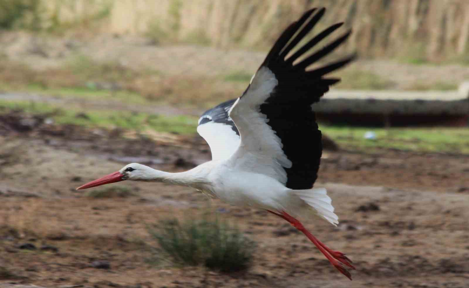 Aydın’da ilk leyleği gördü, bir çuval unu kaptı
