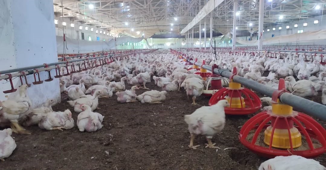 Aydın’da kanatlı üretimi 71 işletmede sürüyor
