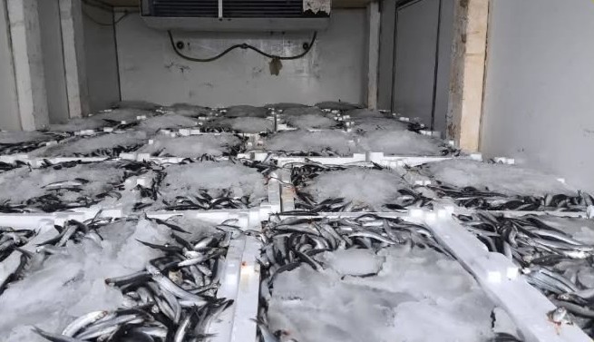 Aydın’da nakil belgesiz 290 kasa balığa el konuldu
