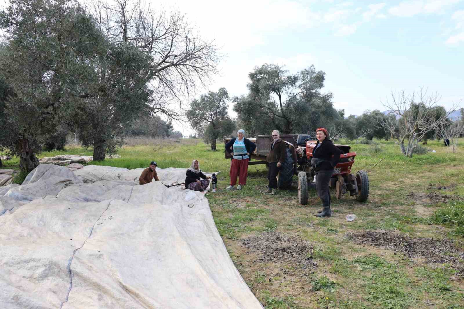 Aydın’da piknik havasında zeytin hasadı
