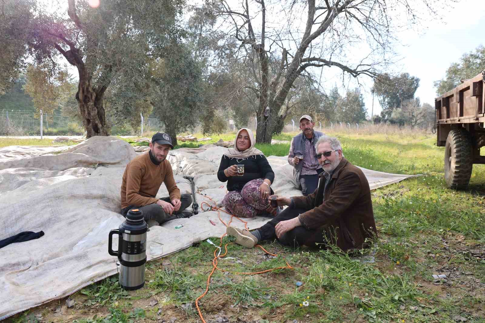 Aydın’da piknik havasında zeytin hasadı

