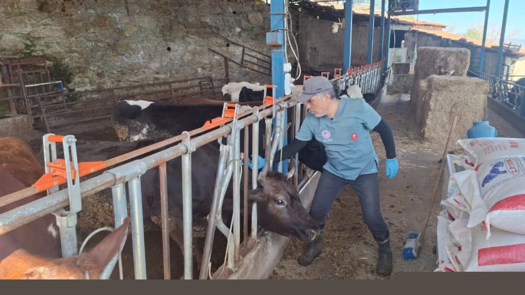 Aydın’da şap ve hastalıklara karşı aşılama çalışmaları sürüyor
