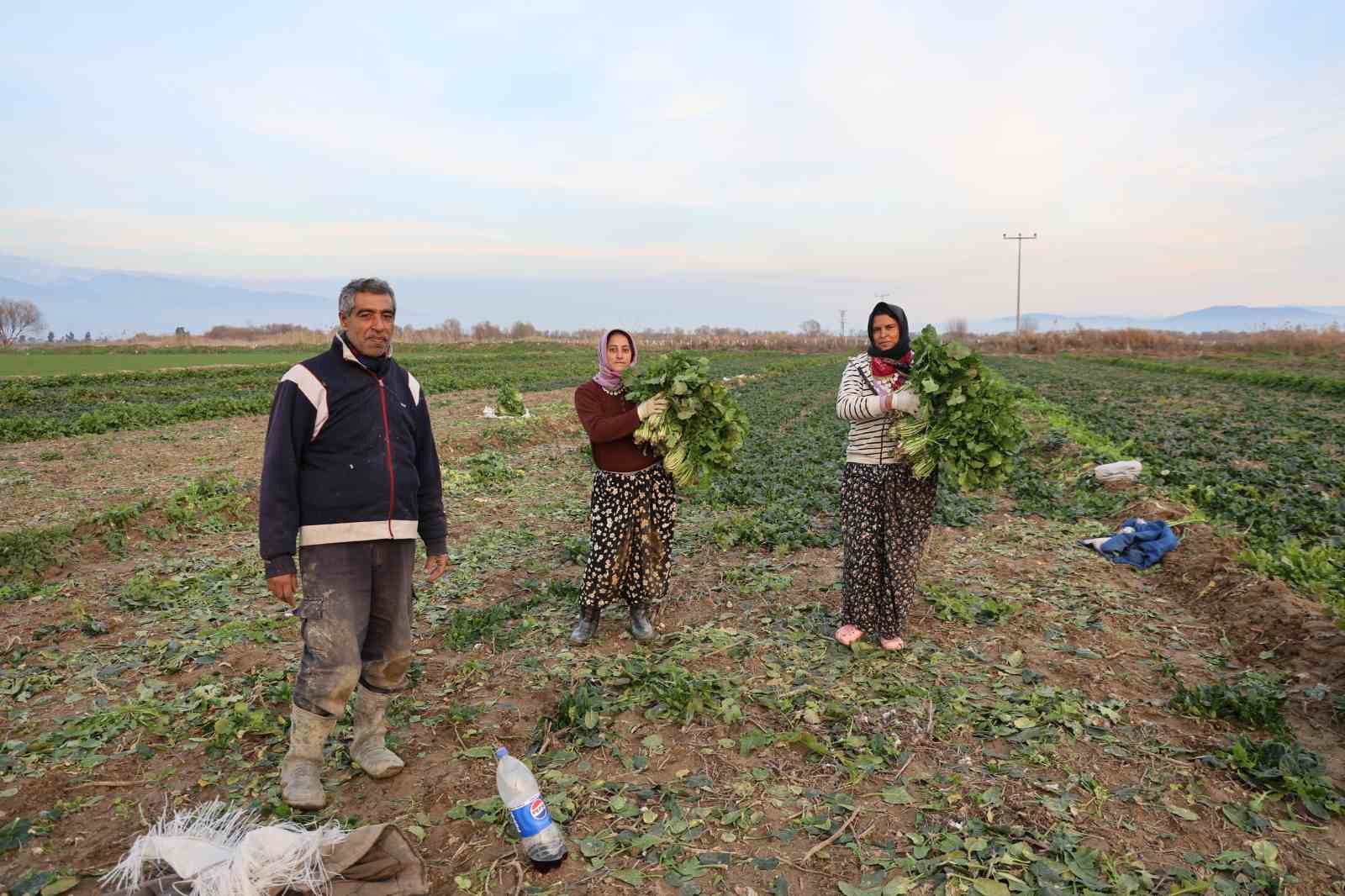 Aydın’da soğuk hava sebzeyi vurdu, tarlada verim düştü
Aydın’da soğuk hava sebzeyi vurdu, tarlada verim düştü