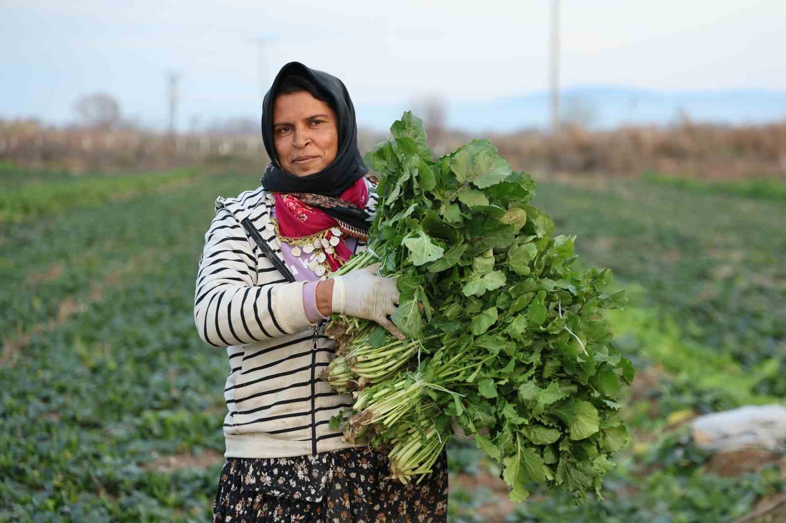 Aydın’da soğuk hava sebzeyi vurdu, tarlada verim düştü
Aydın’da soğuk hava sebzeyi vurdu, tarlada verim düştü