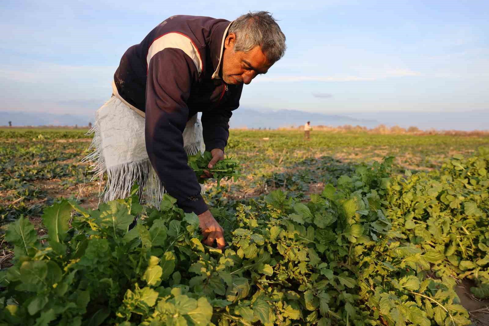 Aydın’da soğuk hava sebzeyi vurdu, tarlada verim düştü
Aydın’da soğuk hava sebzeyi vurdu, tarlada verim düştü