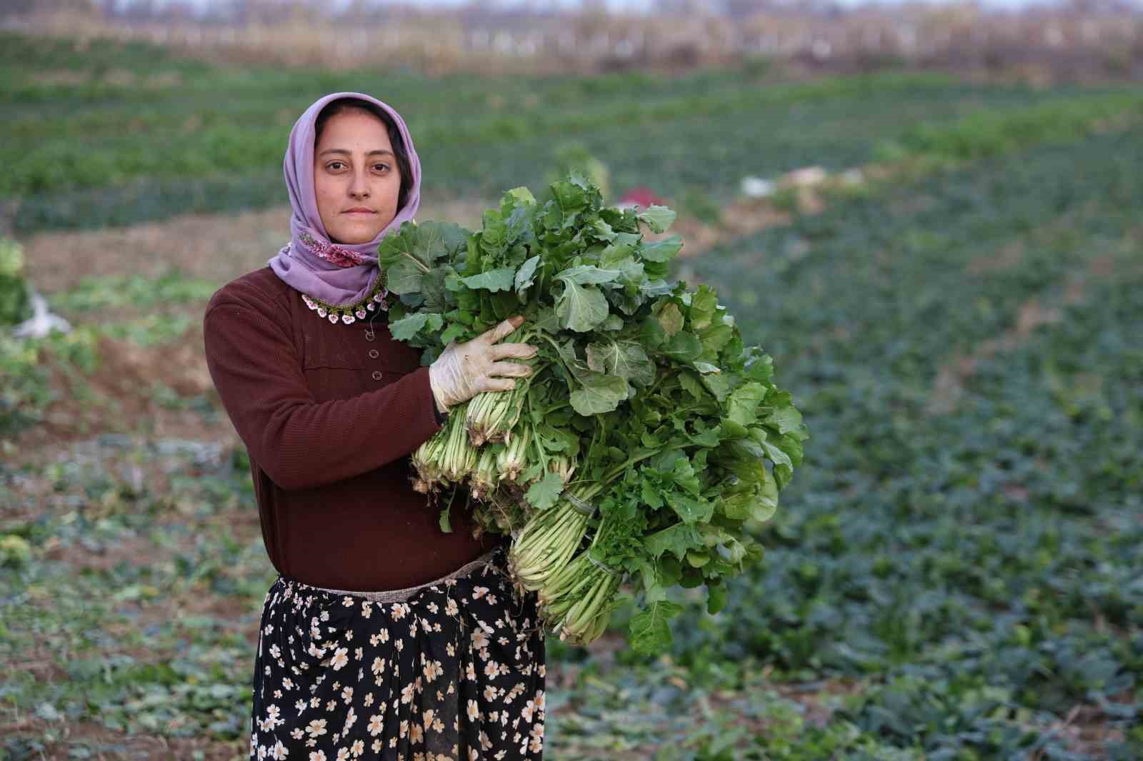 Aydın’da soğuk hava sebzeyi vurdu, tarlada verim düştü
Aydın’da soğuk hava sebzeyi vurdu, tarlada verim düştü