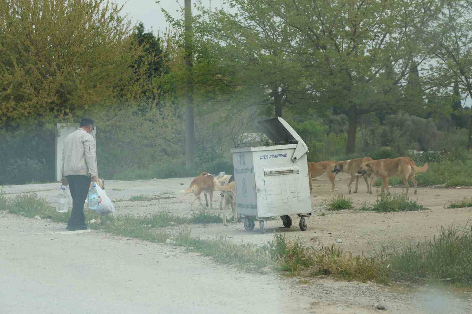 Aydın’da sokak köpeği sorunu devam ediyor
