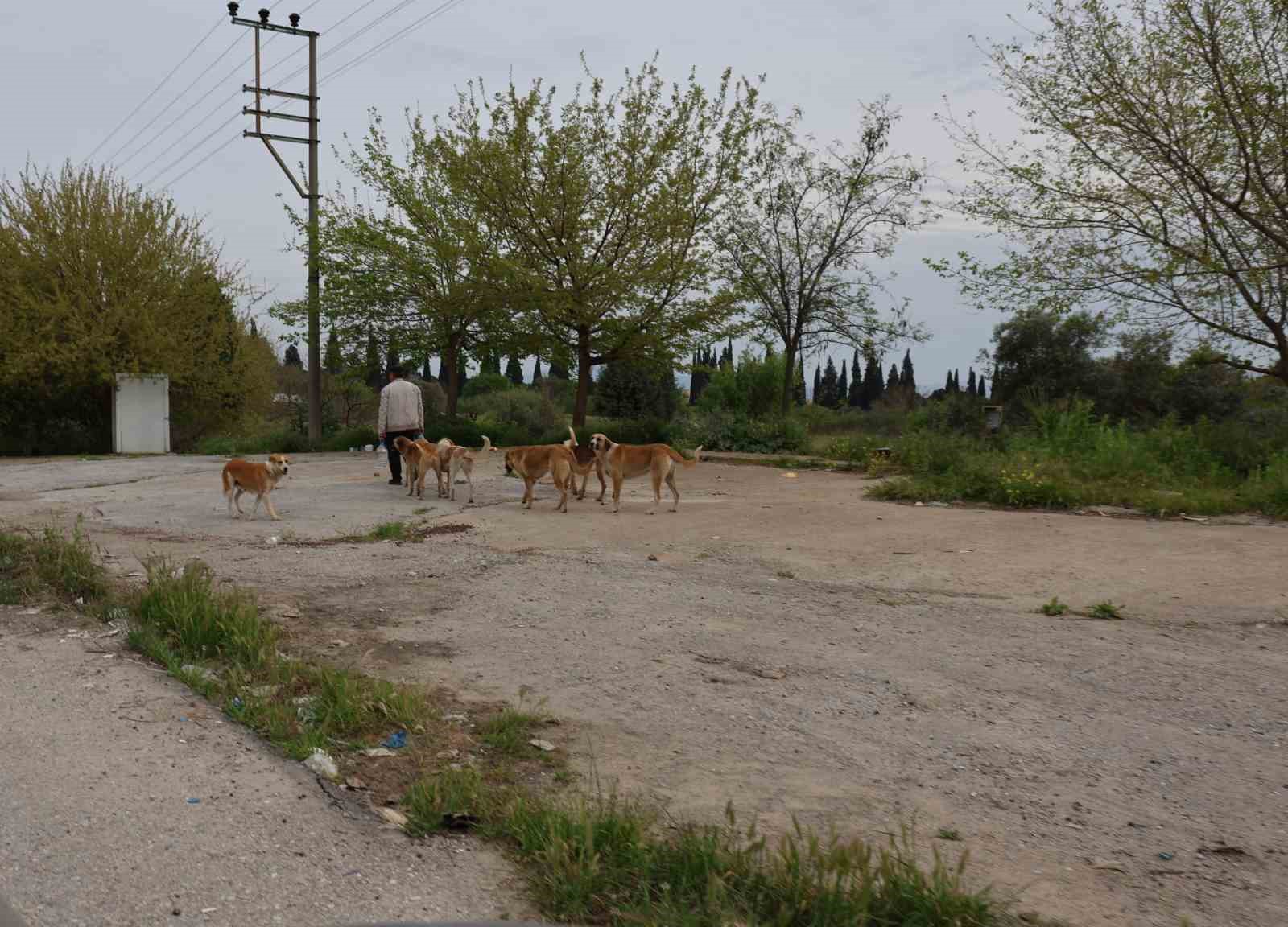 Aydın’da sokak köpeği sorunu devam ediyor
