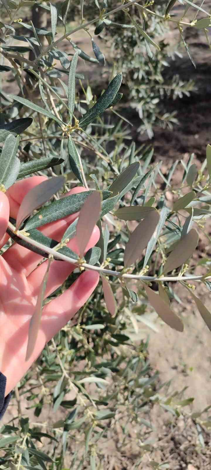 Aydın’da zeytin bahçeleri kontrol edildi
