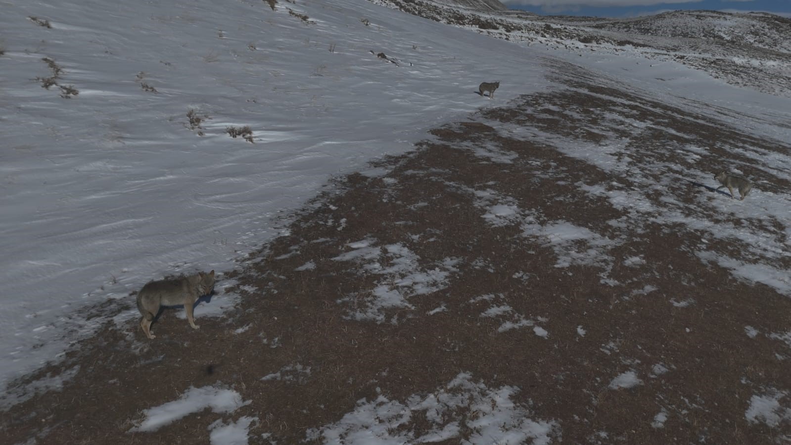 Aydınlar beldesinde kurt sürüsü görüntülendi
