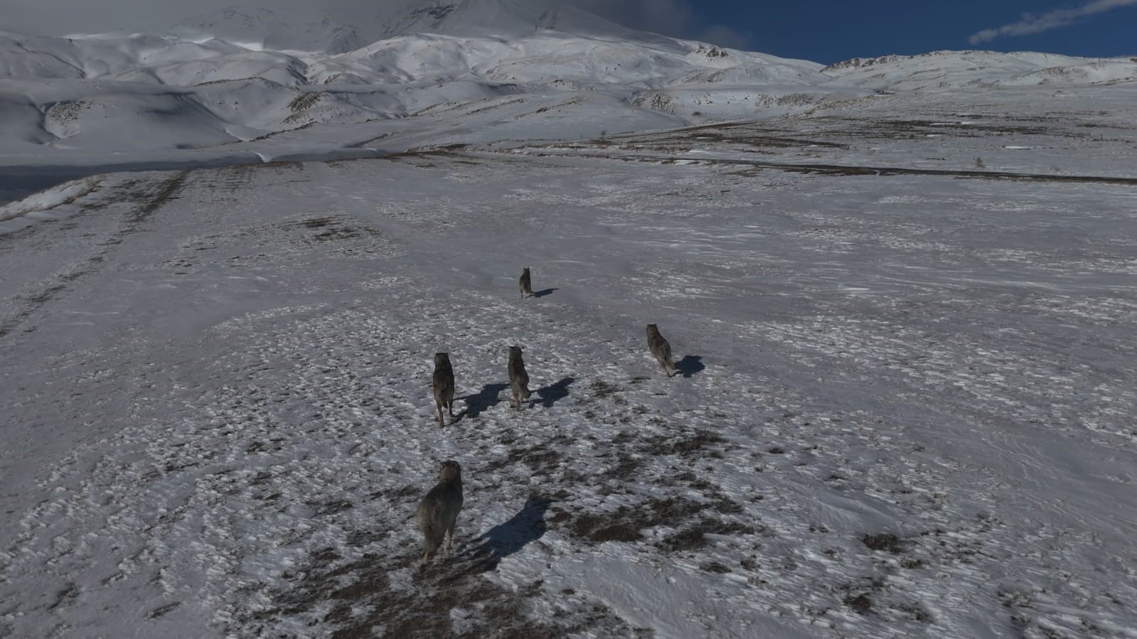 Aydınlar beldesinde kurt sürüsü görüntülendi
