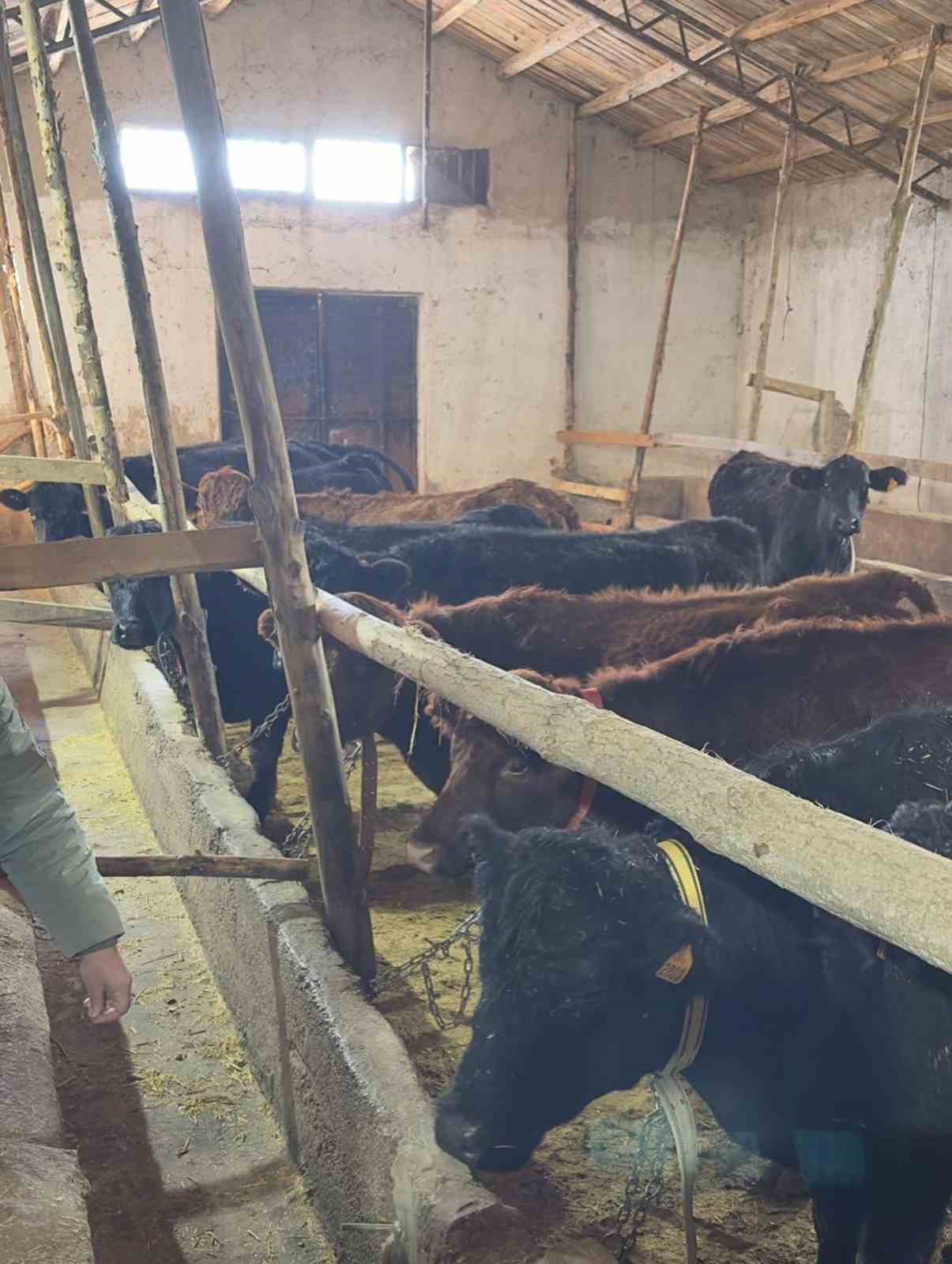 Aydıntepe’de hayvancılığa destek kapsamında düve teslimatları sürüyor
