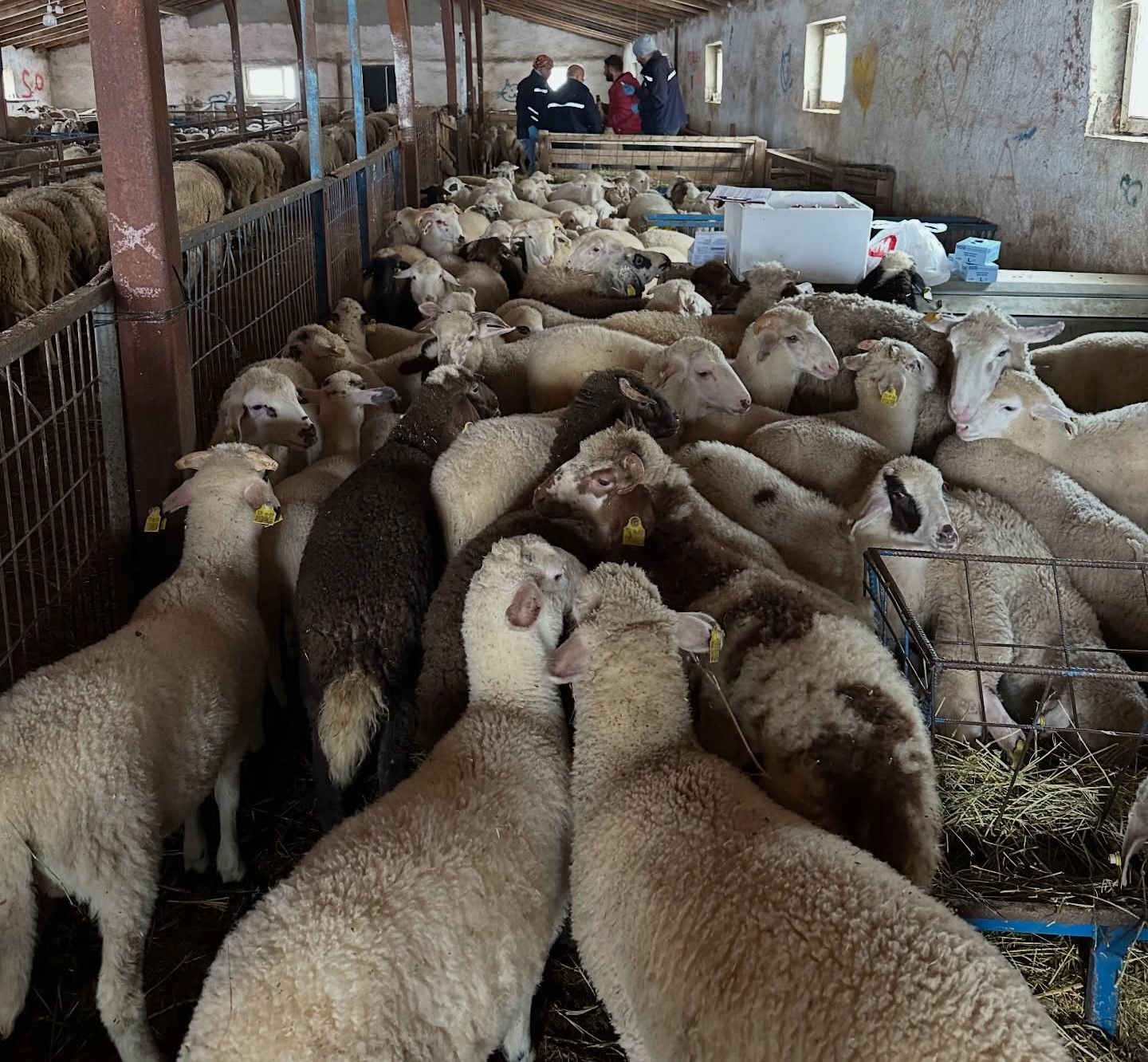 Aydıntepe’de şap hastalığına yönelik NSP ve bağışıklık takibi başlatıldı

