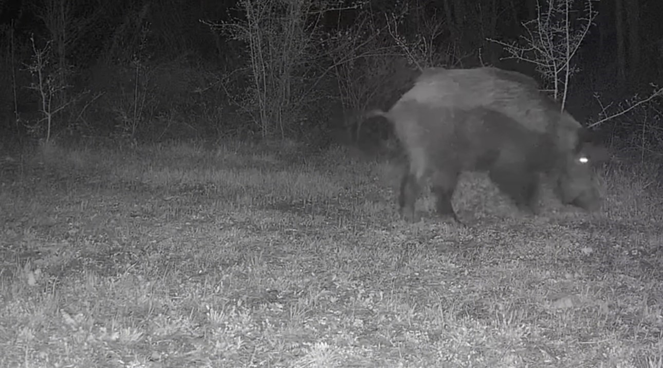 Ayı, domuz ve gelincik fotokapanla görüntülendi
