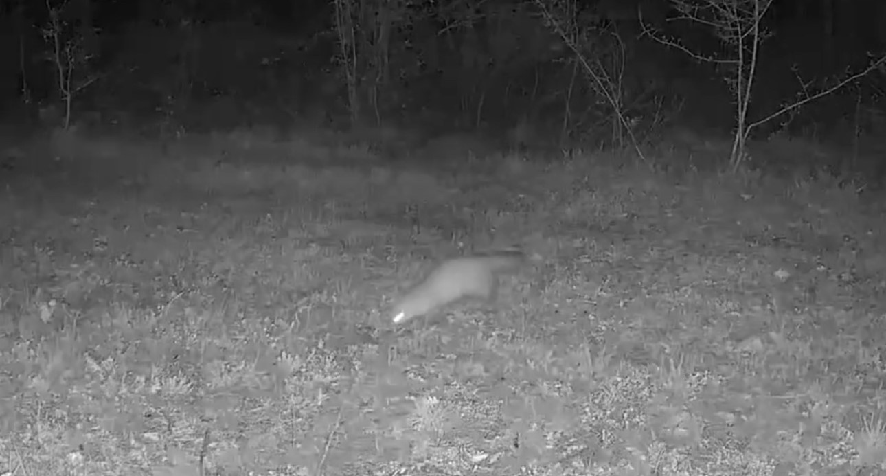 Ayı, domuz ve gelincik fotokapanla görüntülendi
