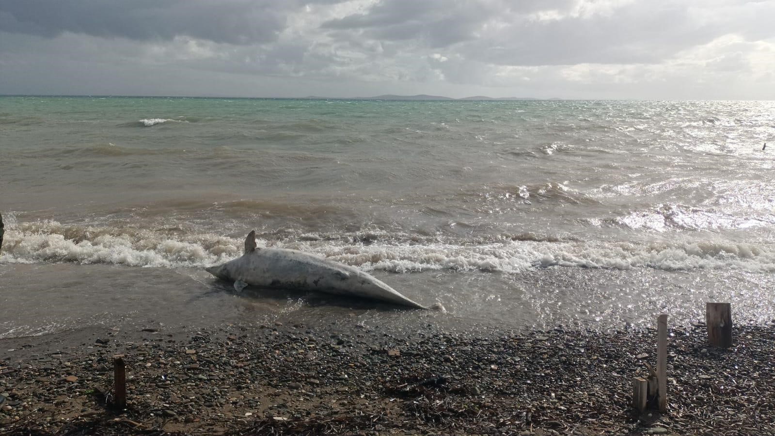 Ayvacık sahiline ölü yunus balığı vurdu
