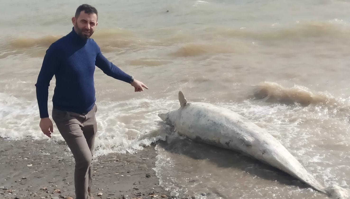 Ayvacık sahiline ölü yunus balığı vurdu
