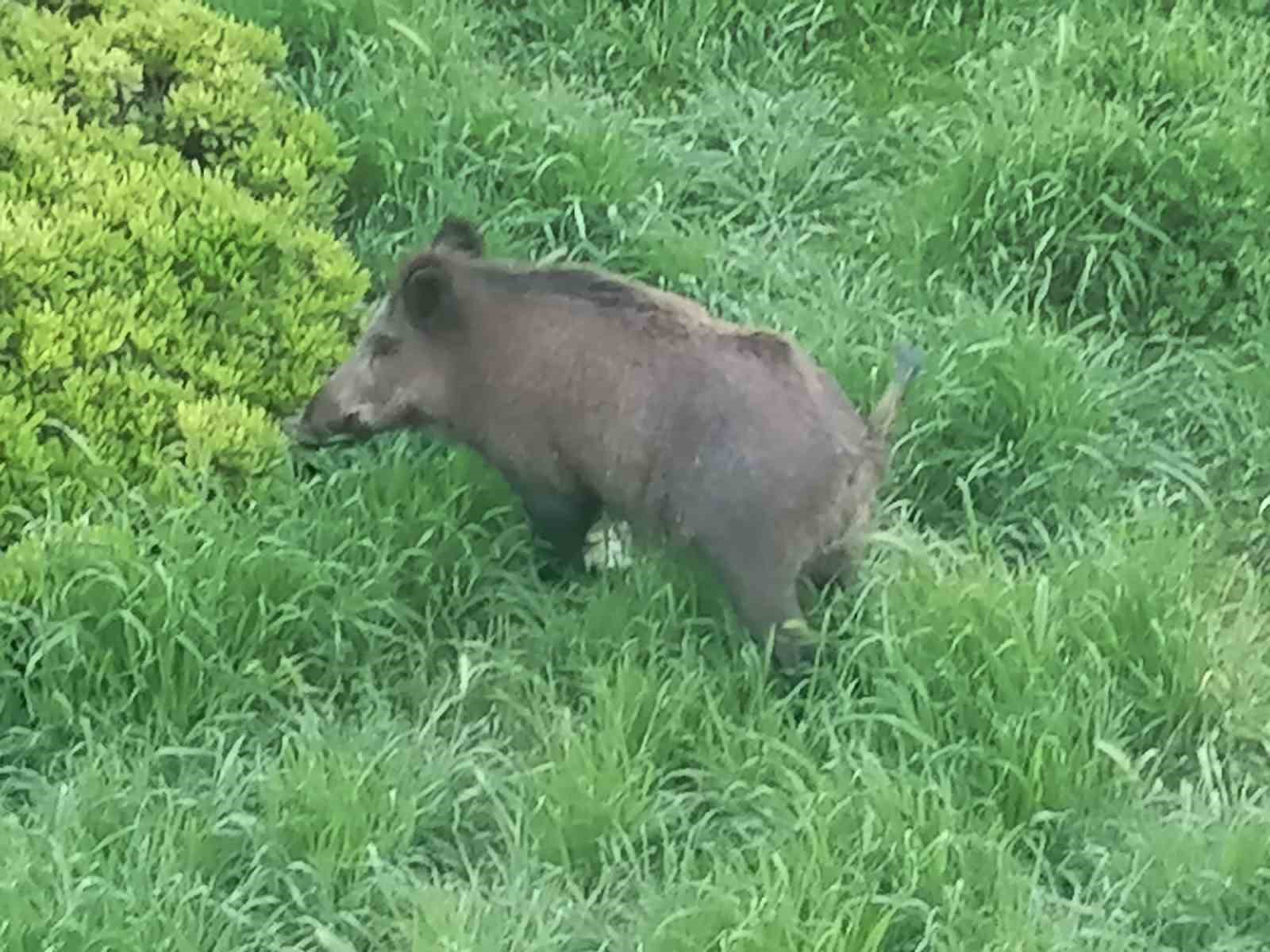 Ayvalık’ta Çamlık’ı yaban domuzları bastı

