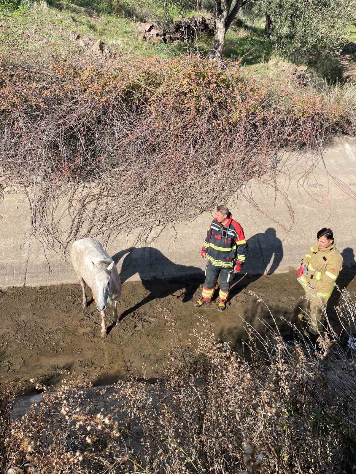 Ayvalık’ta itfaiyeden at kurtarma operasyonu
