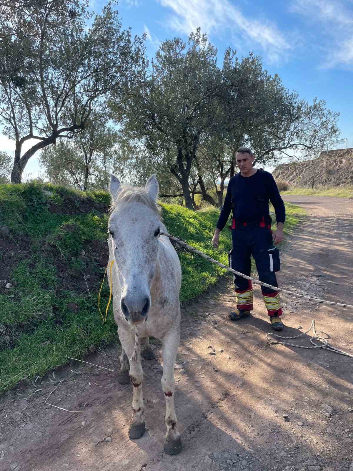 Ayvalık’ta itfaiyeden at kurtarma operasyonu
