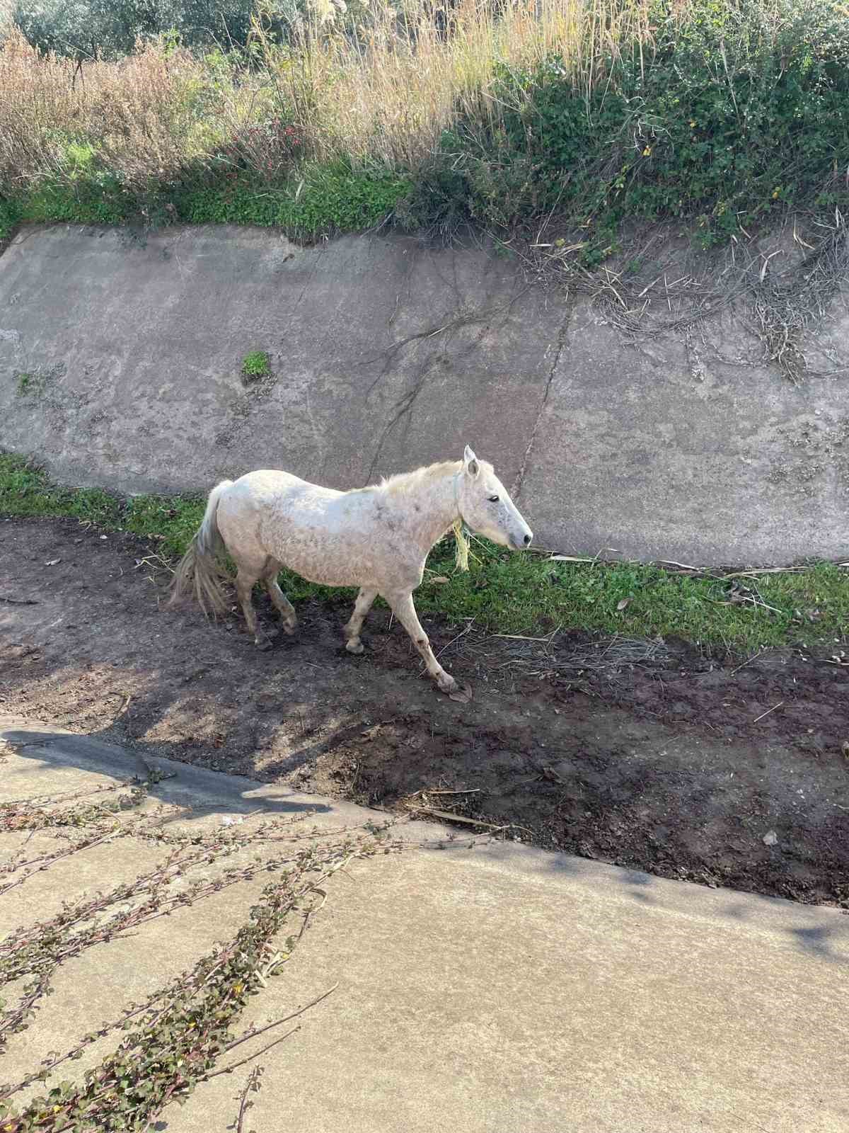 Ayvalık’ta itfaiyeden at kurtarma operasyonu
