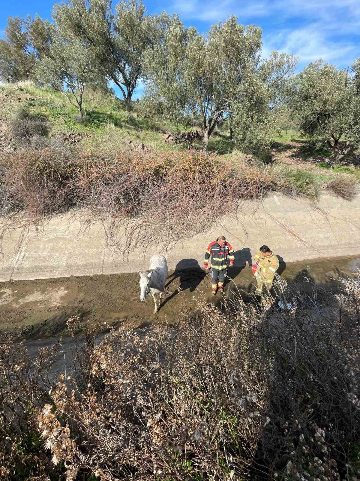 Ayvalık’ta itfaiyeden at kurtarma operasyonu
