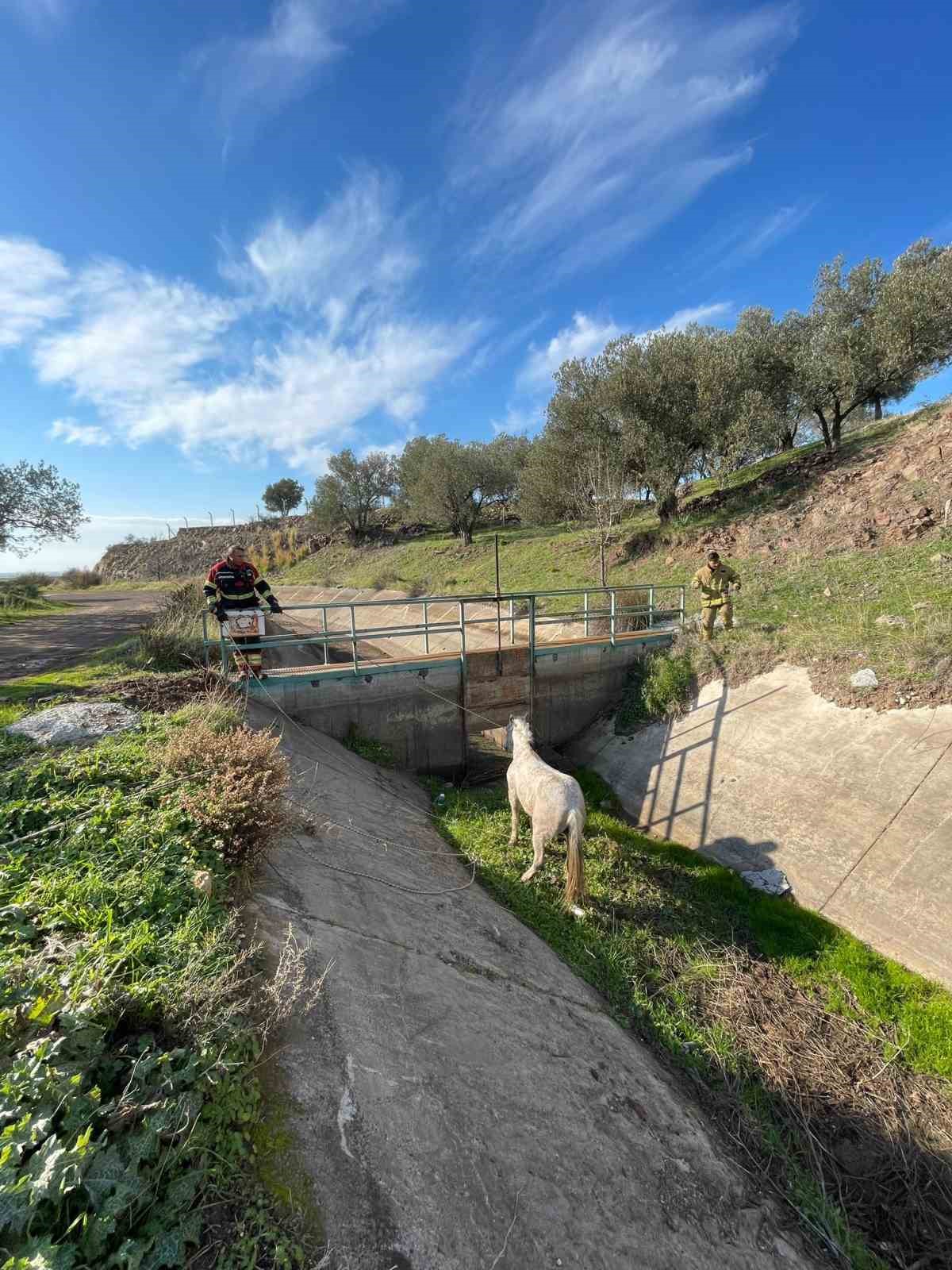 Ayvalık’ta itfaiyeden at kurtarma operasyonu
