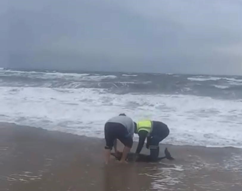 Ayvalık’ta karaya vuran yunusu vatandaşlar kurtardı
