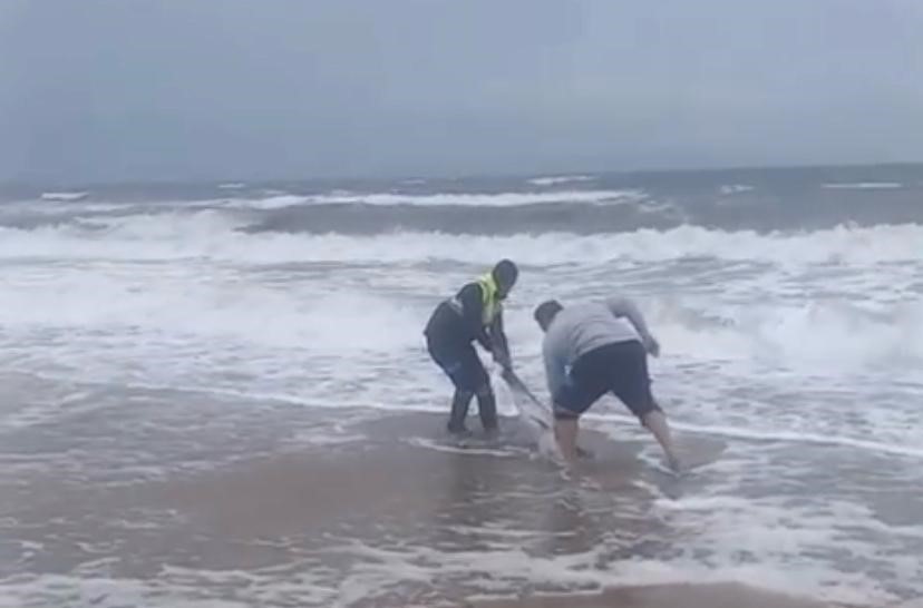 Ayvalık’ta karaya vuran yunusu vatandaşlar kurtardı
