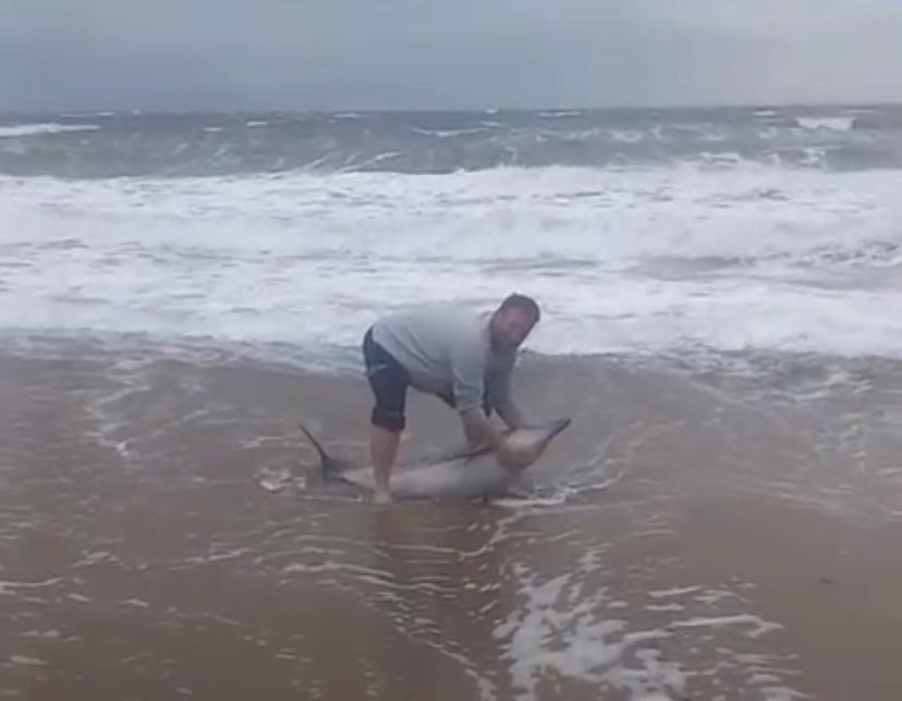 Ayvalık’ta karaya vuran yunusu vatandaşlar kurtardı
