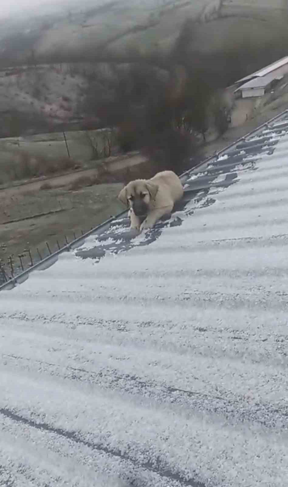 Baba oğul, çatıda ölümün eşiğindeki yavru köpeği kurtardı
