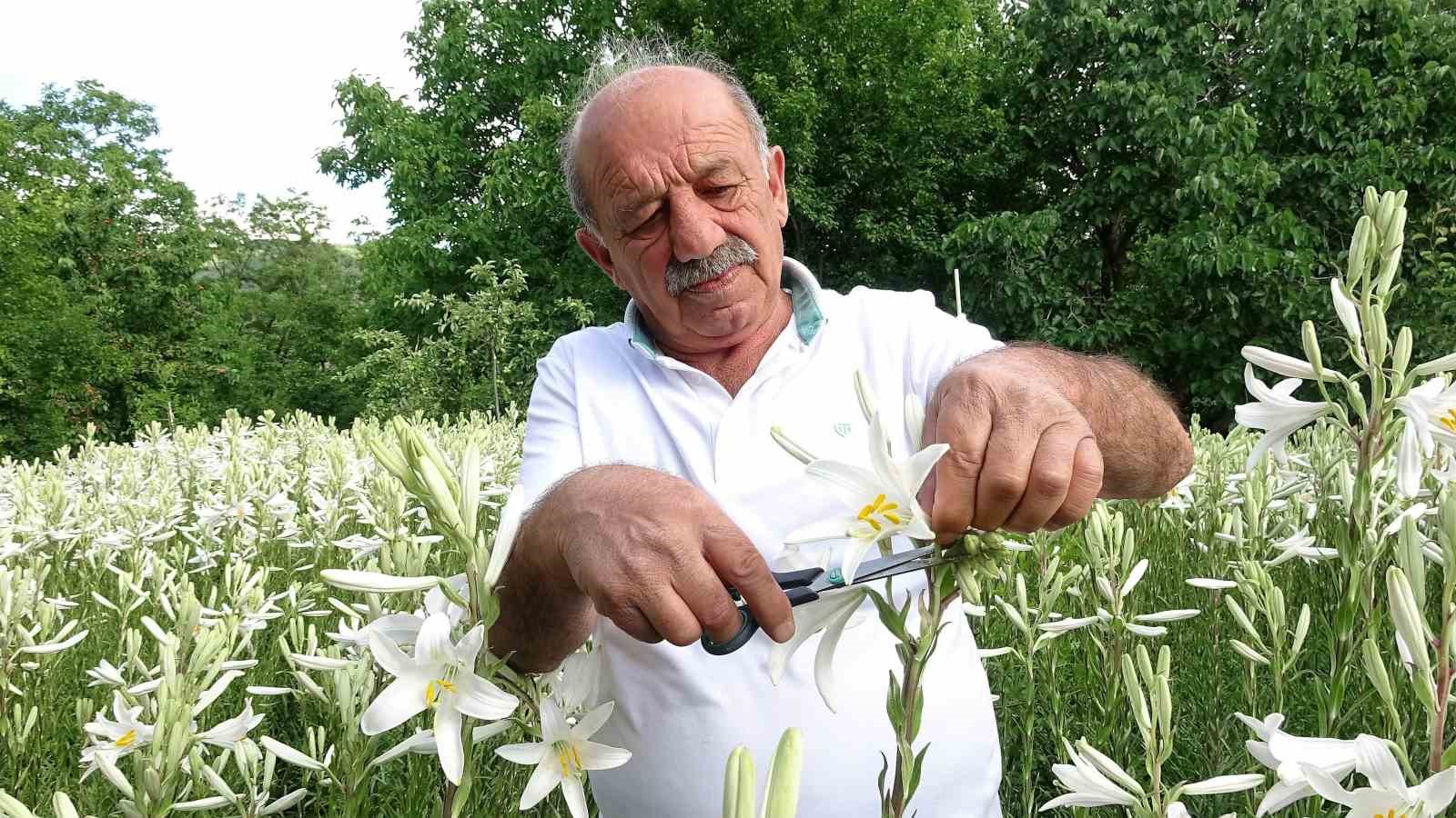 Babasından miras kalan akzambaklara gözü gibi bakıyor

