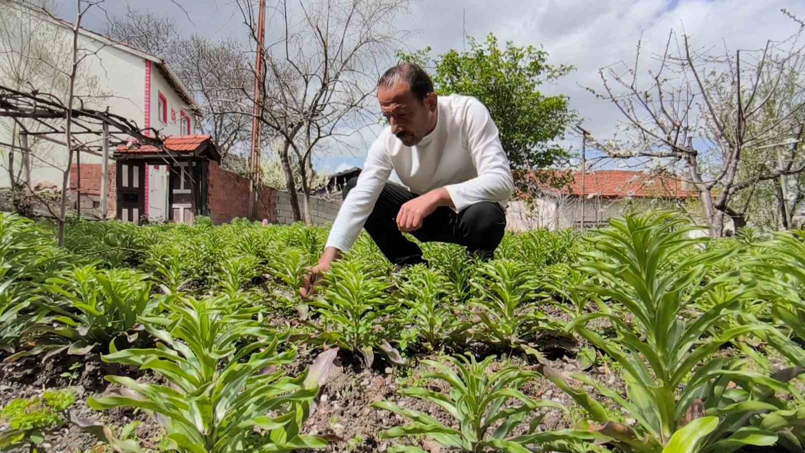 Babasından miras kalan akzambaklara gözü gibi bakıyor
