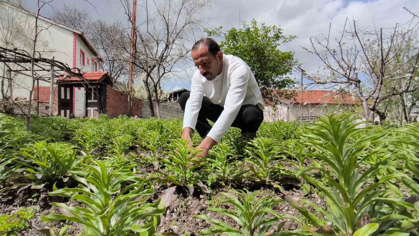 Babasından miras kalan akzambaklara gözü gibi bakıyor
