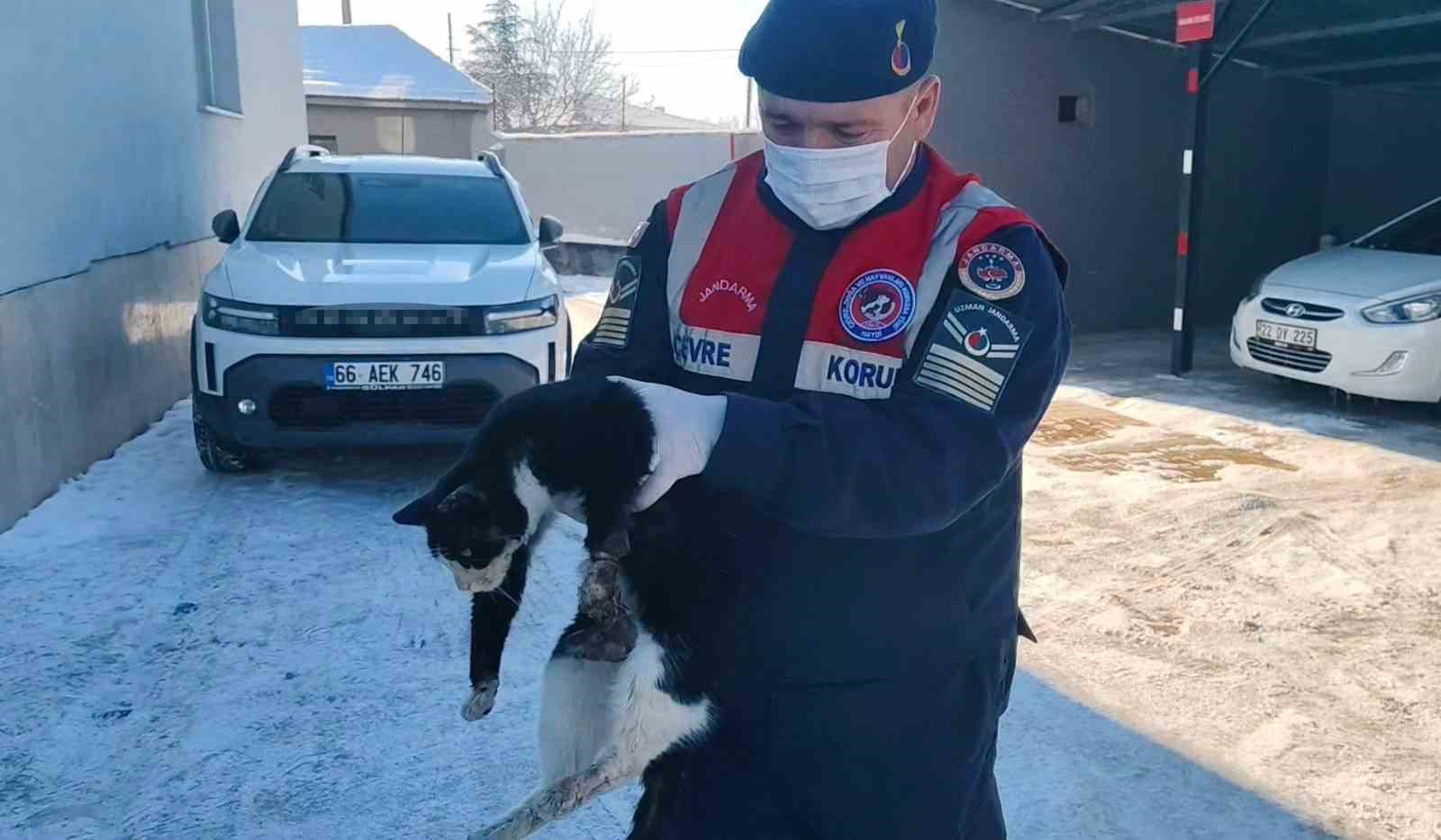 Bacağı kopmak üzere olan kedi HAYDİ ekiplerince kurtarıldı
