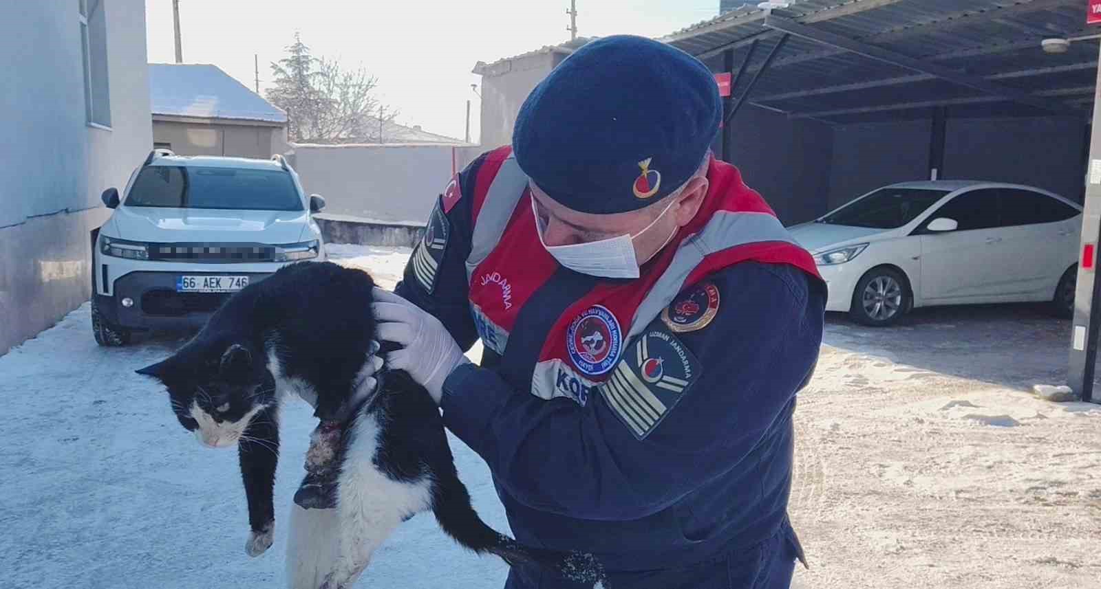 Bacağı kopmak üzere olan kedi HAYDİ ekiplerince kurtarıldı
