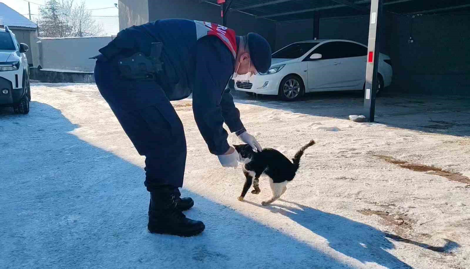 Bacağı kopmak üzere olan kedi HAYDİ ekiplerince kurtarıldı
