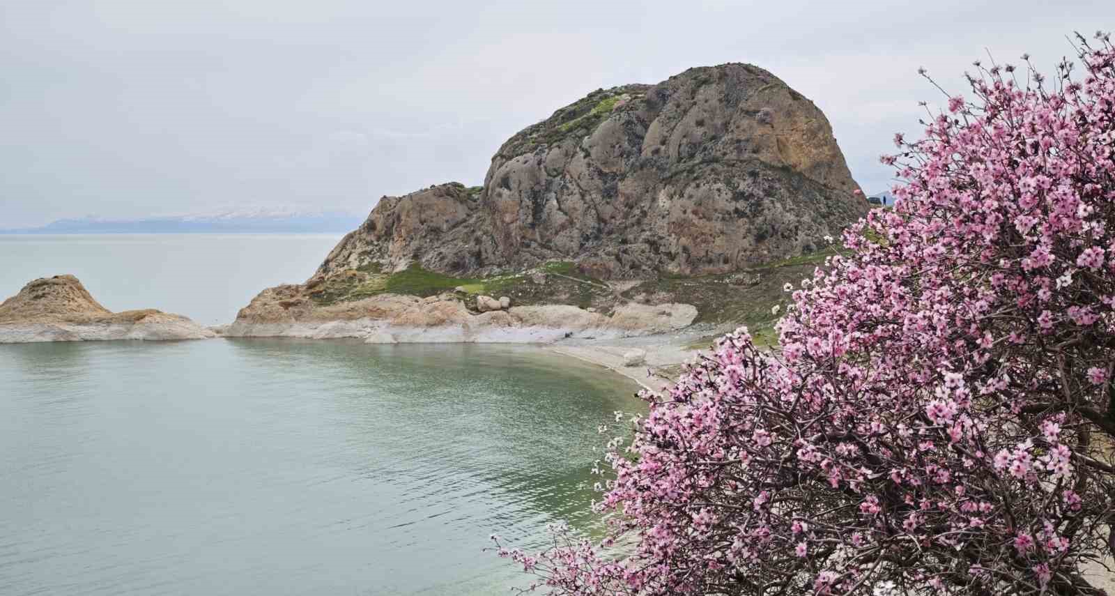 Badem çiçekleri Van Gölü kıyılarını renklendirdi
