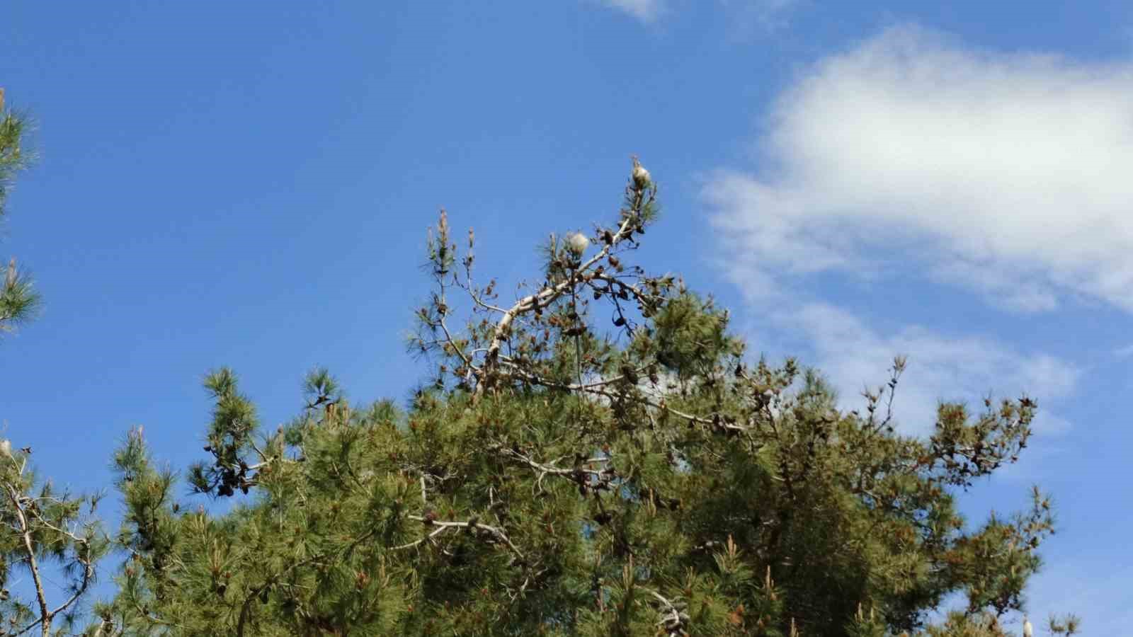 Bafra’da "çam kese böceği" tehlikesi
