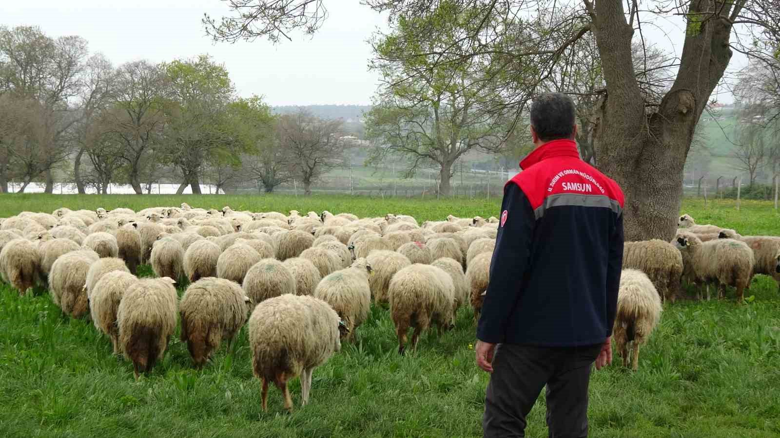 Bafra’da organik hayvancılığa yerinde inceleme
