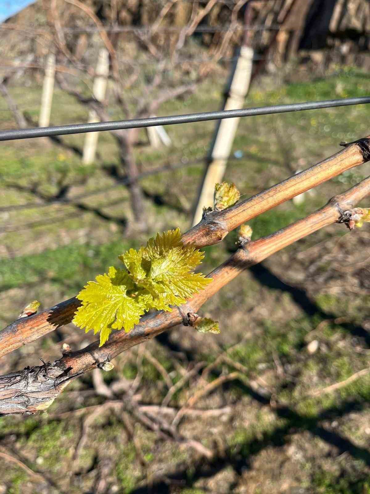 Bağlarda erken uyanış korkutuyor
