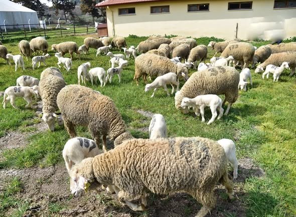 Bahar geldi kuzular anneleri ile buluştu
Bahar geldi kuzular anneleri ile buluştu