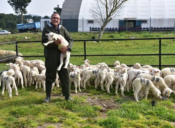 Bahar geldi kuzular anneleri ile buluştu
Bahar geldi kuzular anneleri ile buluştu