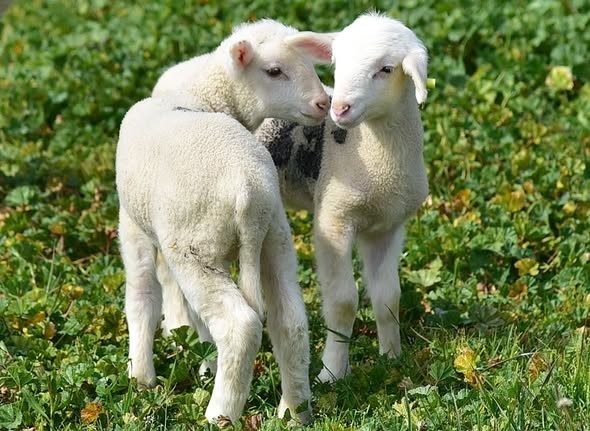 Bahar geldi kuzular anneleri ile buluştu
Bahar geldi kuzular anneleri ile buluştu