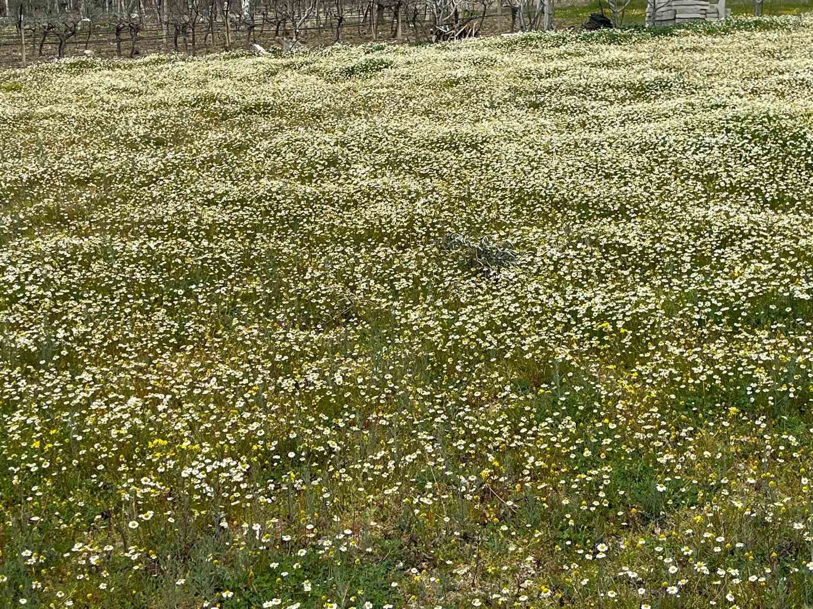 Bahar renkleriyle geliyor
