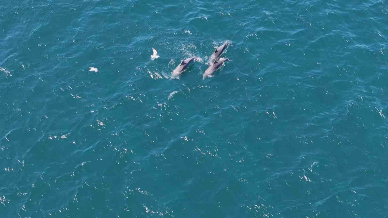 Baharın gelmesiyle İstanbul Boğazı’nda yunuslardan görsel şölen
