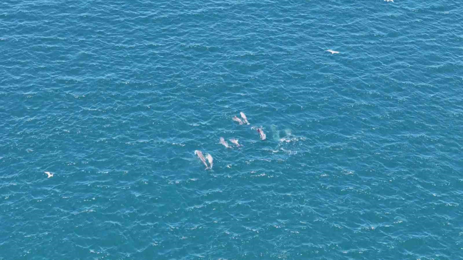 Baharın gelmesiyle İstanbul Boğazı’nda yunuslardan görsel şölen
