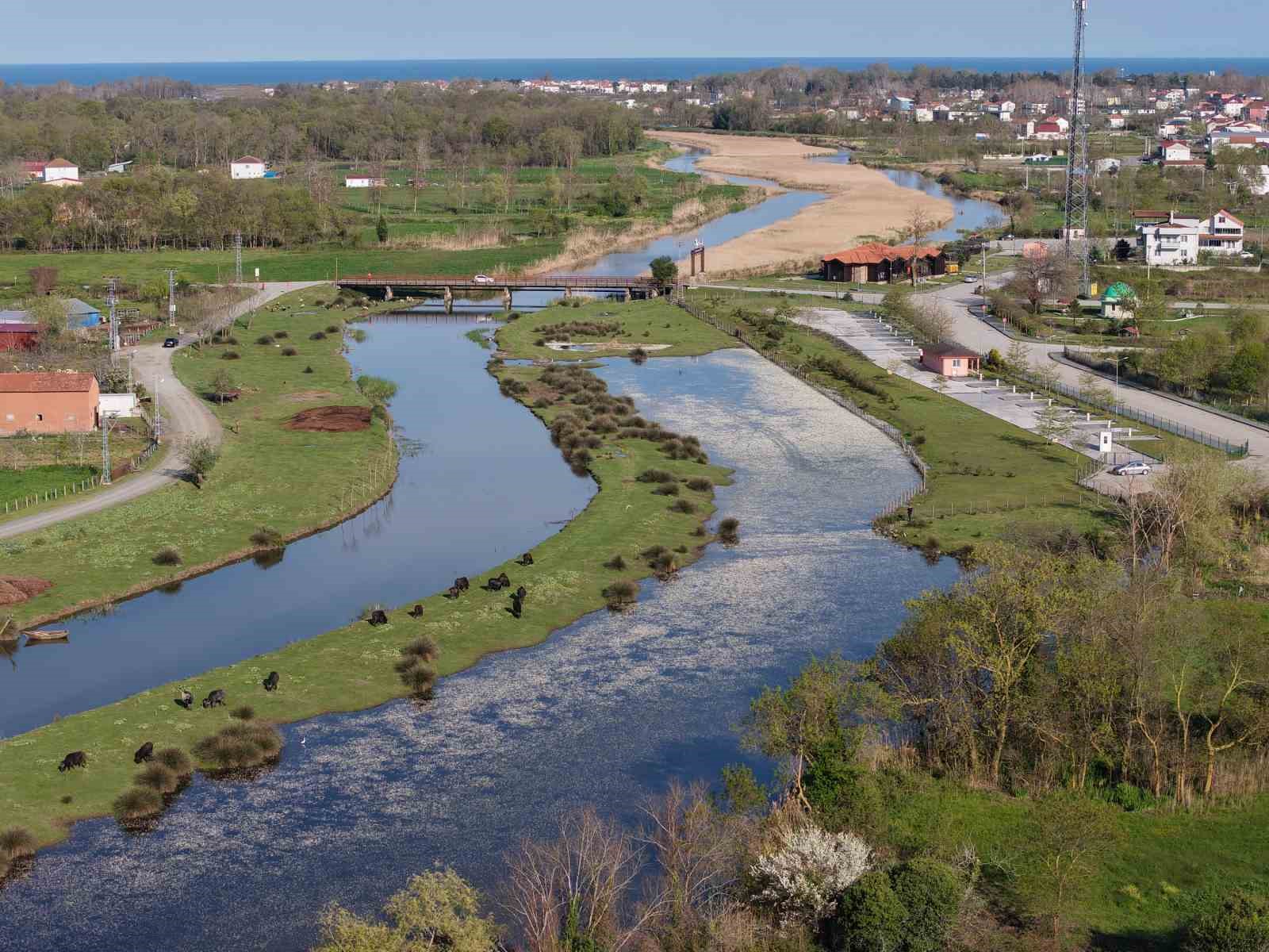 Baharın güzelliği deltada: Su papatyaları ve mandalarıyla ziyaretçilerin ilgi odağı
