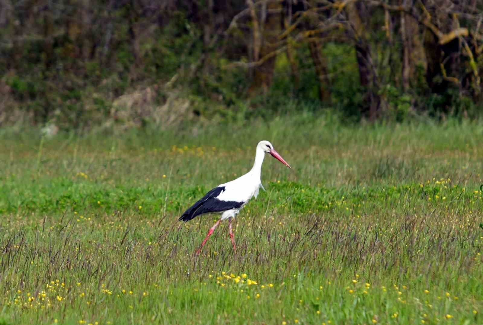 Baharın güzelliği deltada: Su papatyaları ve mandalarıyla ziyaretçilerin ilgi odağı
