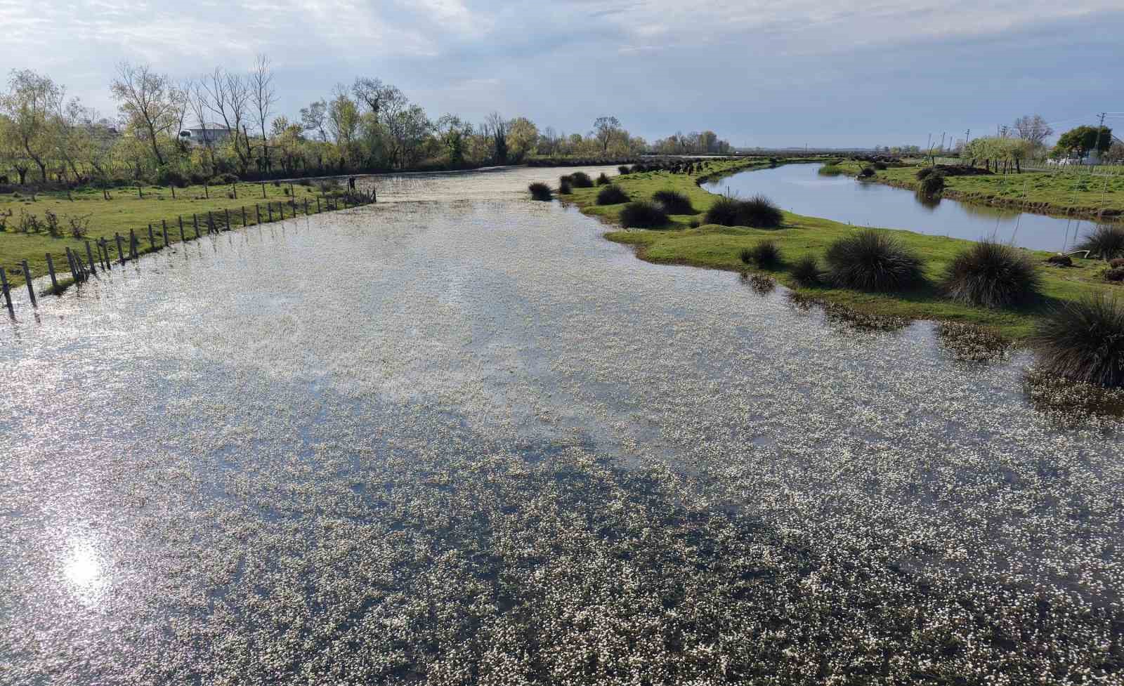 Baharın güzelliği deltada: Su papatyaları ve mandalarıyla ziyaretçilerin ilgi odağı
